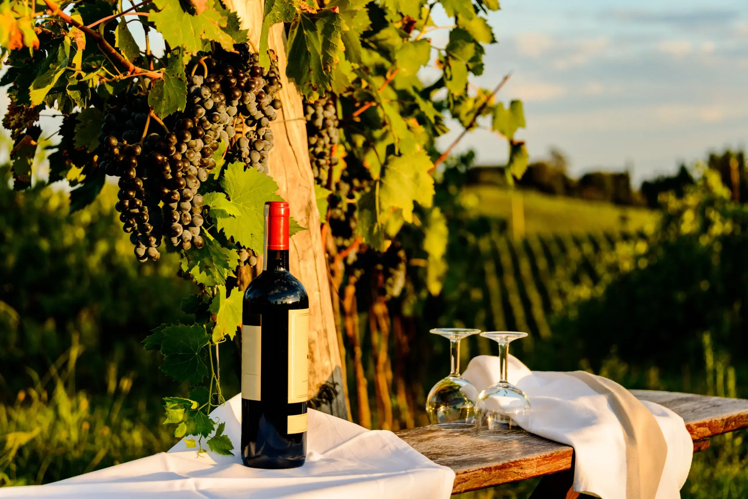 Taste the famous wines from Pisa