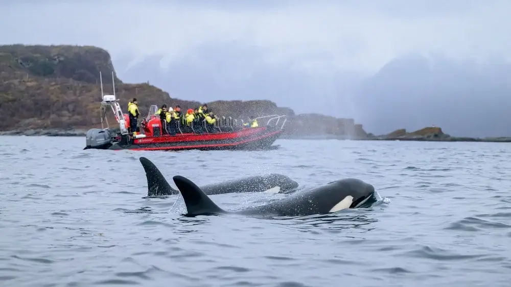 During certain times of the year, it is possible to add a whale safari experience in Tromso