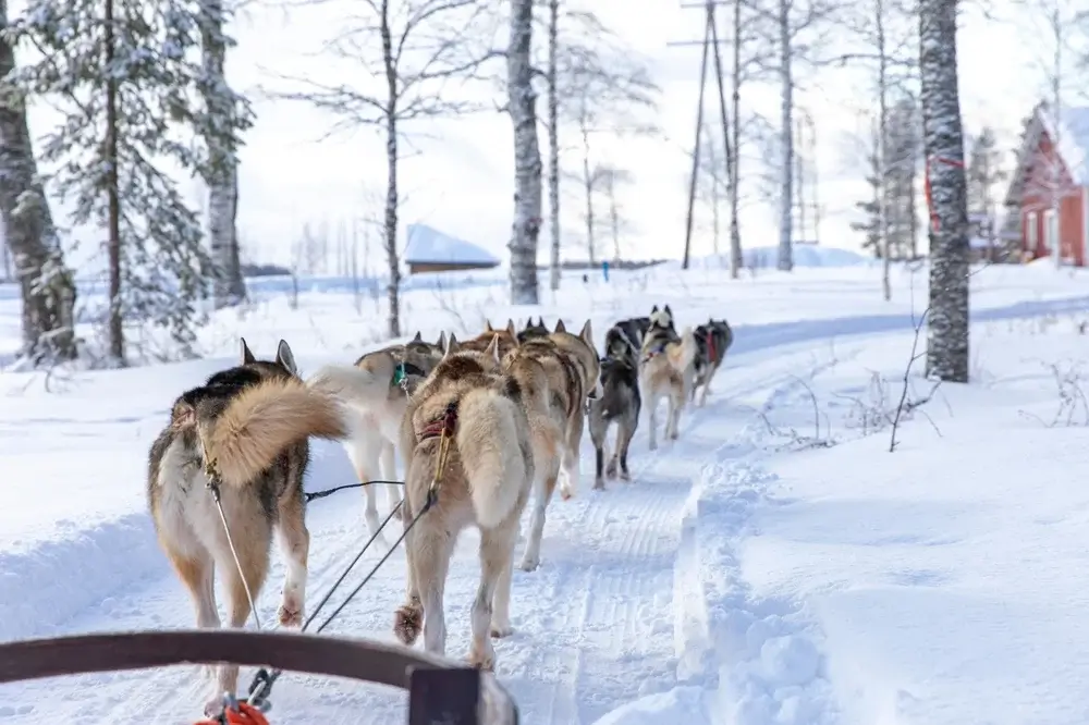 Rovaniemi, husky sledding