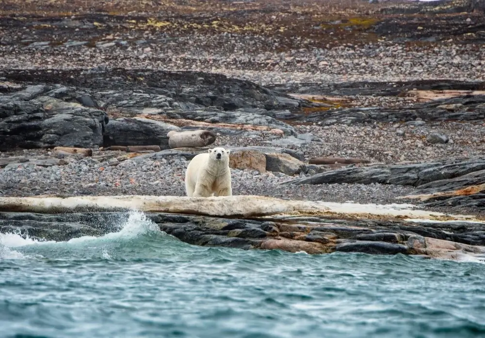There is plenty of wildlife